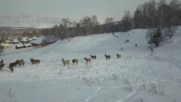 ШҚО-да арқар саны артты