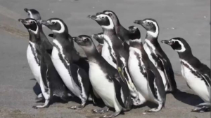 Императорские пингвины на грани вымирания