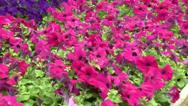 70 тысяч цветов высадят в Атырау