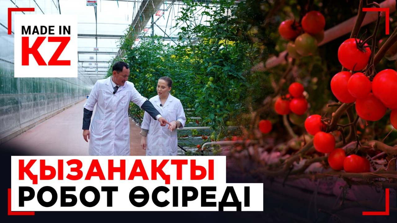 Топырақсыз технология: қызанақ өсірудің жаңа әдісі
