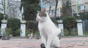 Около 500 тысяч бродячих животных живут на улицах Стамбула