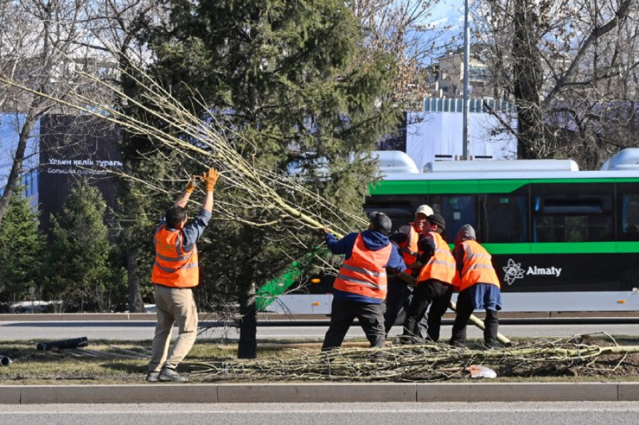 Алматы становится зеленее: вдоль Аль-Фараби появились новые деревья