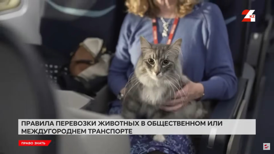 Перевозка животных в общественном транспорте: какие правила действуют в Казахстане