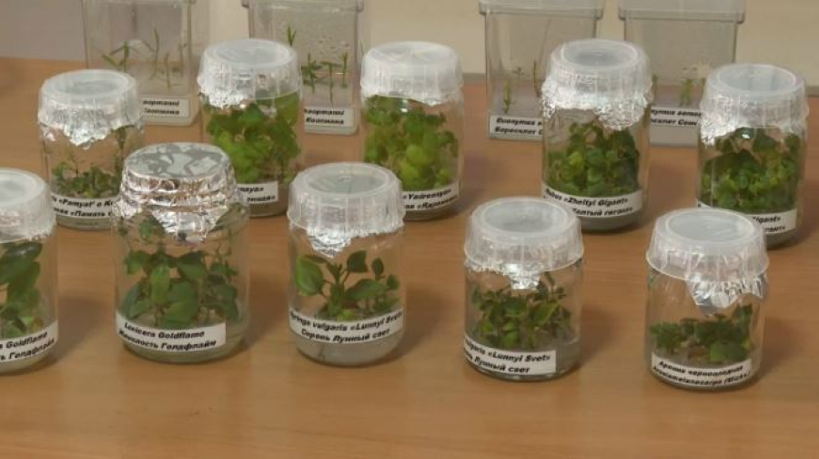 Сосны выращивают по новым технологиям в Акмолинской области