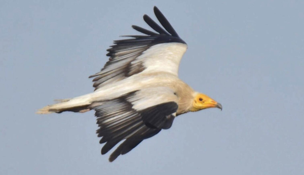 Биылғы жыл құсы – жұртшы