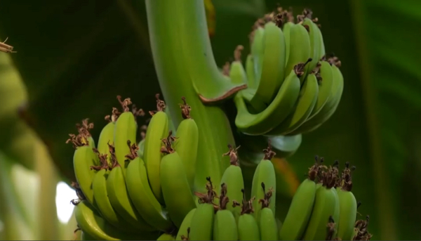 Биыл жылыжайдан 200 мың тонна өнім алу жоспарланып отыр