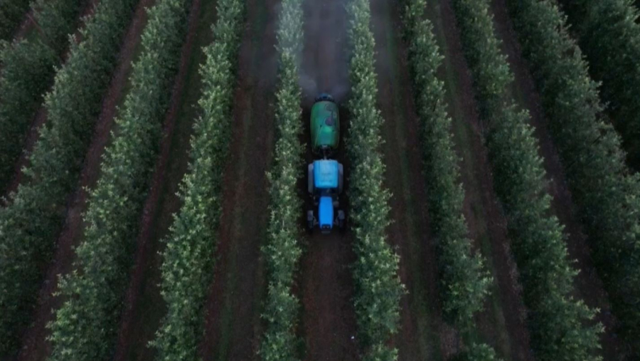 Грекия шаруалары жасанды пестицид қолдануға мәжбүр