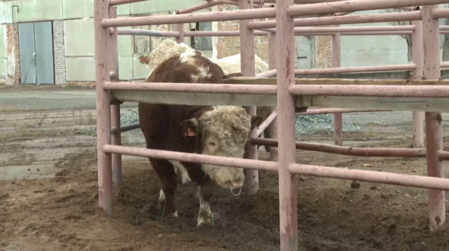 Қазақтың Ақбас сиырының генетикалық қоры зерттеледі