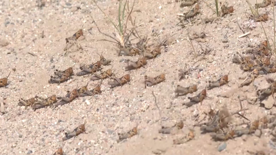 Жамбыл облысында шегірткені улау жұмыстары жүріп жатыр