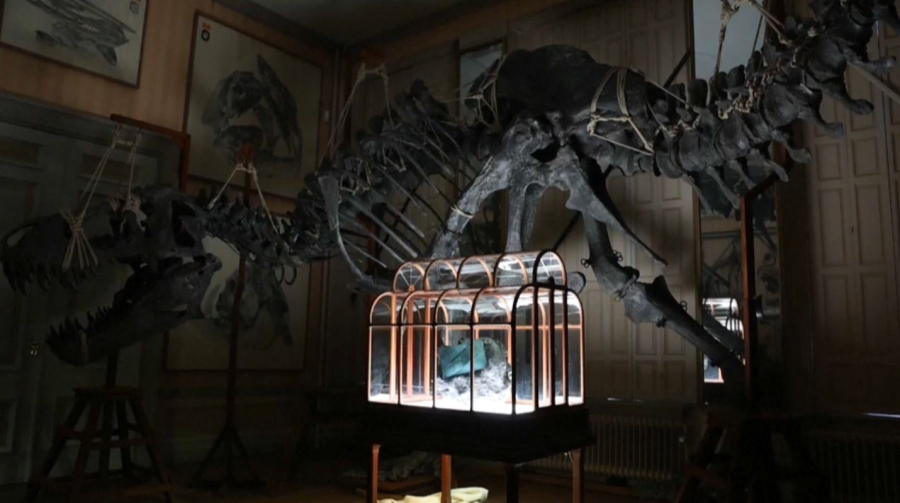 Динозавр сүйегінен жасалған сөмке