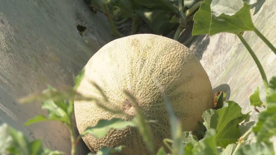 Бақша өнімдерінің 80% экспортқа шығады