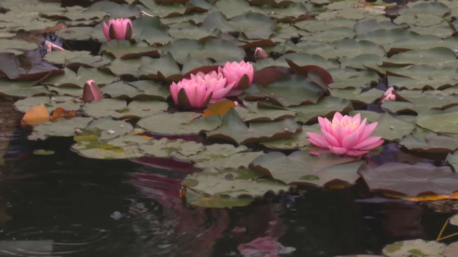 Алматыдағы ботаника бағында нимфея гүлдеді