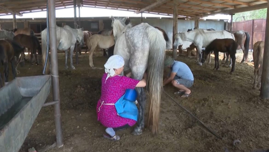 Ұлытау облысындағы ауыл халқы қымыздан қыруар пайда тауып отыр