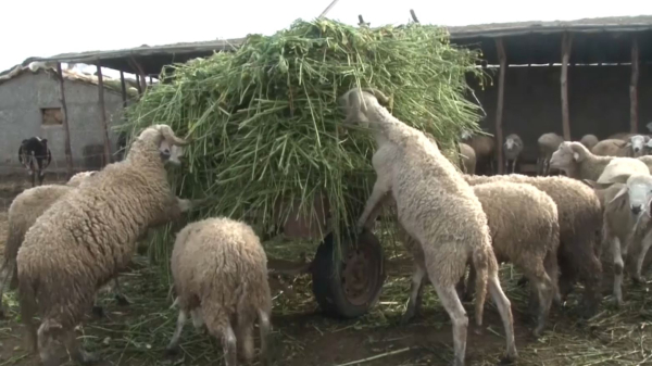 Мароккода Рамазан айы қарсаңында қой қымбаттады