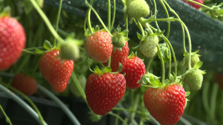 Жаңаөзен кәсіпкерлері құлпынай өсіріп отыр