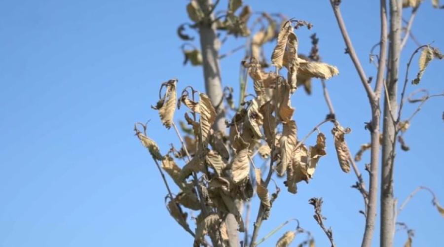 Чинаровые деревья в Шымкенте высохли спустя год: что пошло не так