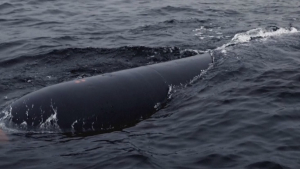 КНДР испытала подводный беспилотник, способный нести ядерное оружие