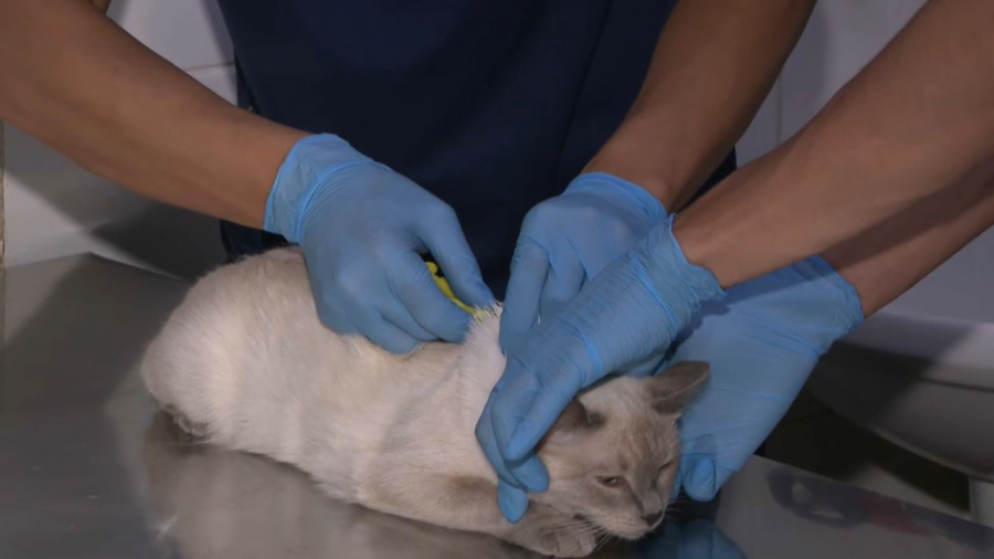 Алматыда үй жануарларын тегін чиптеуге болады