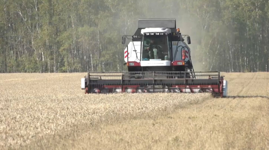 СҚО-да 1,2 млн тонна бидай жиналды