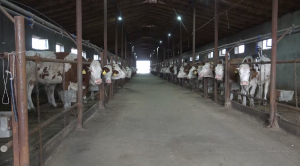 Четыре молочно-товарные фермы запустят в ЗКО