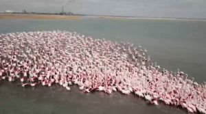 Фламинго вернулись в Мангистаускую область