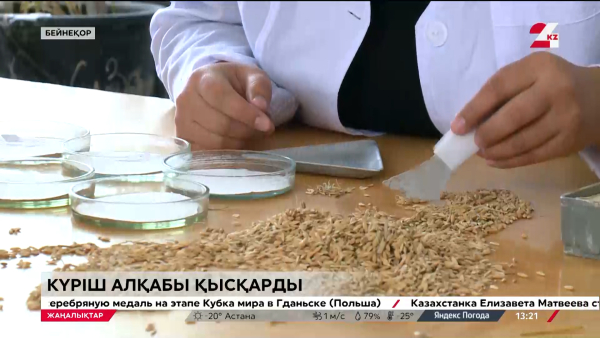 Күріш алқабы азаяды