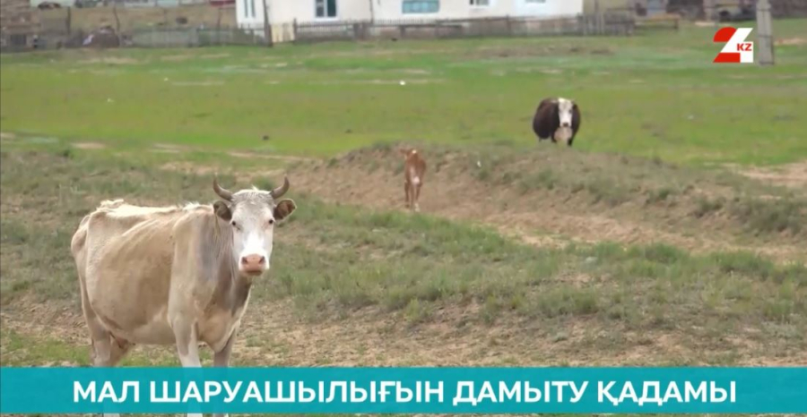 Мал шаруашылығын дамыту қадамы