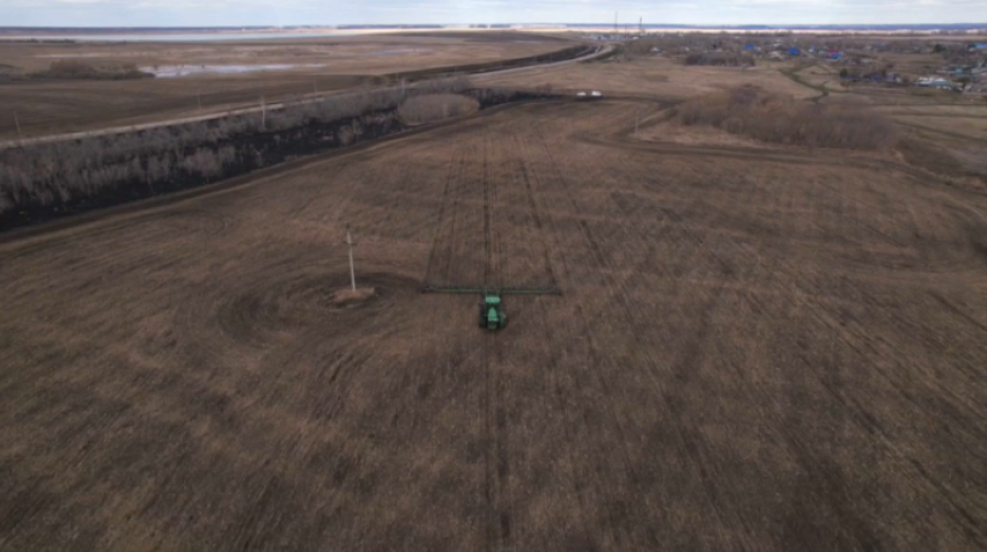 Посевы пшеницы сокращают в СКО