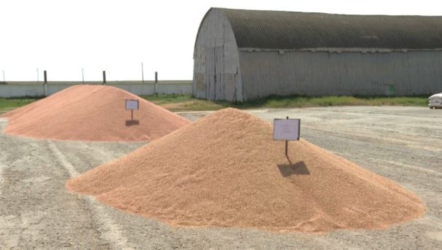 Человек труда: 46 лет посвятила сельскому хозяйству агроном из Акмолинской области