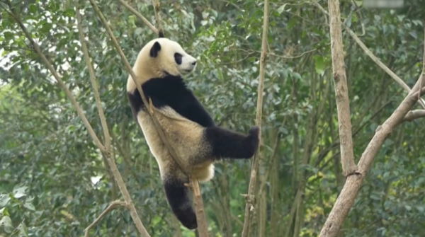 Қытай пандалар күтімін қадағалауды күшейтеді