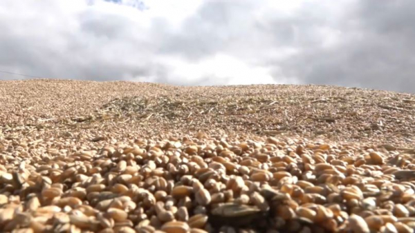 Аграрии СКО намолотили более 2 млн тонн зерновых