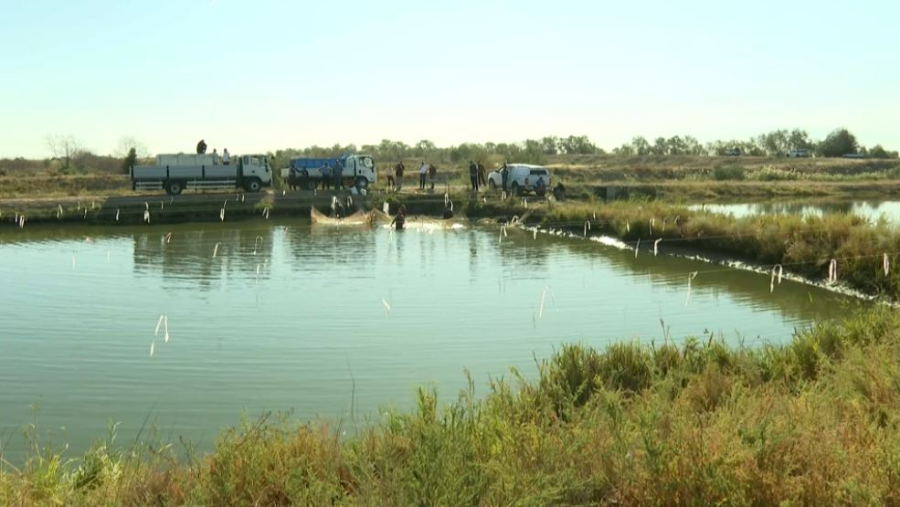 100 тысяч новых обитателей пополнили Капшагайское водохранилище