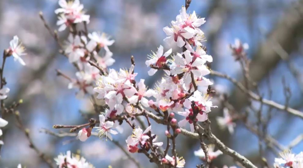 Абрикос и магнолия зацвели в Алматы