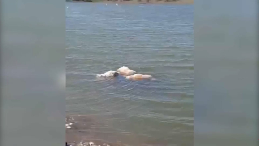 БҚО-да 30 ақбөкеннің өлексесі табылды