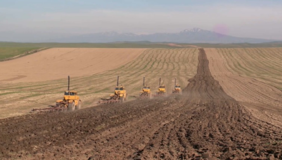 Площади под пшеницу сокращены на 750 тысяч га за два года