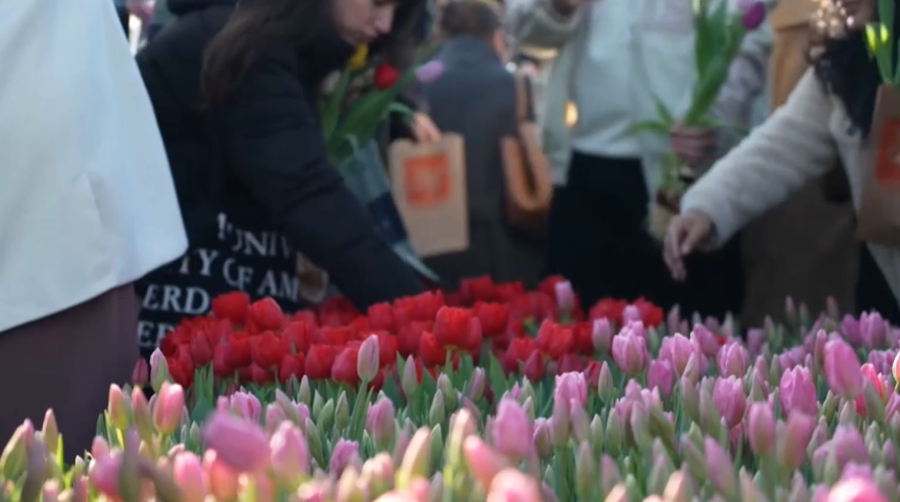 Амстердамда «Ұлттық қызғалдақтар күні» өтті