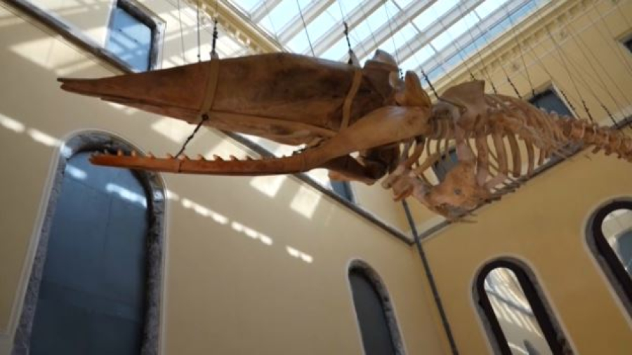 Старейший музей Бразилии заработал спустя 7 лет