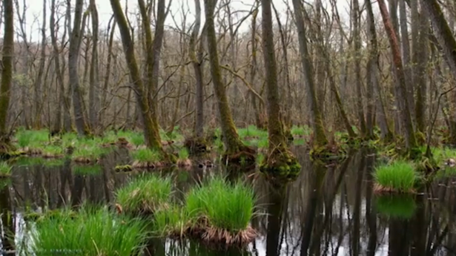 ЕС восстанавливает болотные угодья