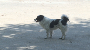 «Собак продолжают убивать»: зоозащитники Тараза требуют соблюдать закон