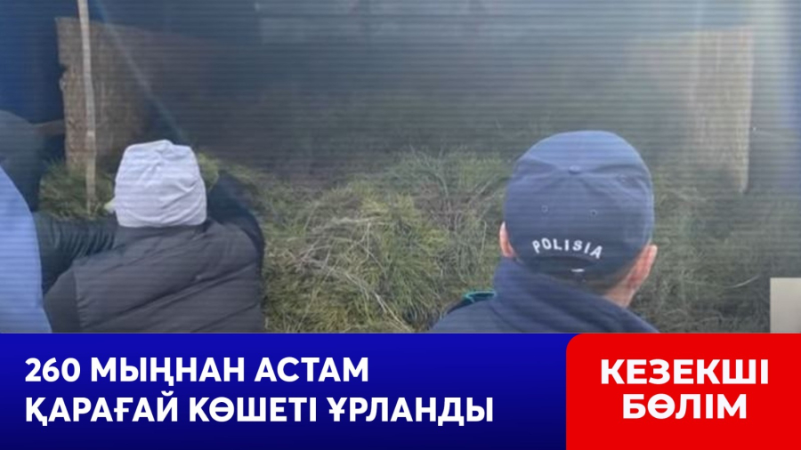 260 мыңнан астам қарағай көшеті ұрланды