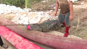 Поиски сбежавших 70 крокодилов: 5 все еще находятся на свободе
