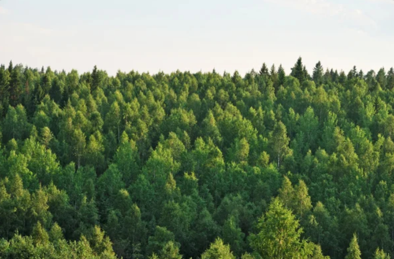 Площадь лесного фонда увеличили в области Жетісу