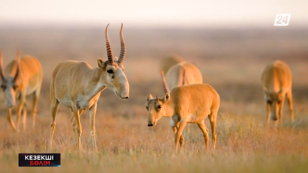 Қызылорда облысында браконьер ақбөкен етімен ұсталды | Кезекші бөлім
