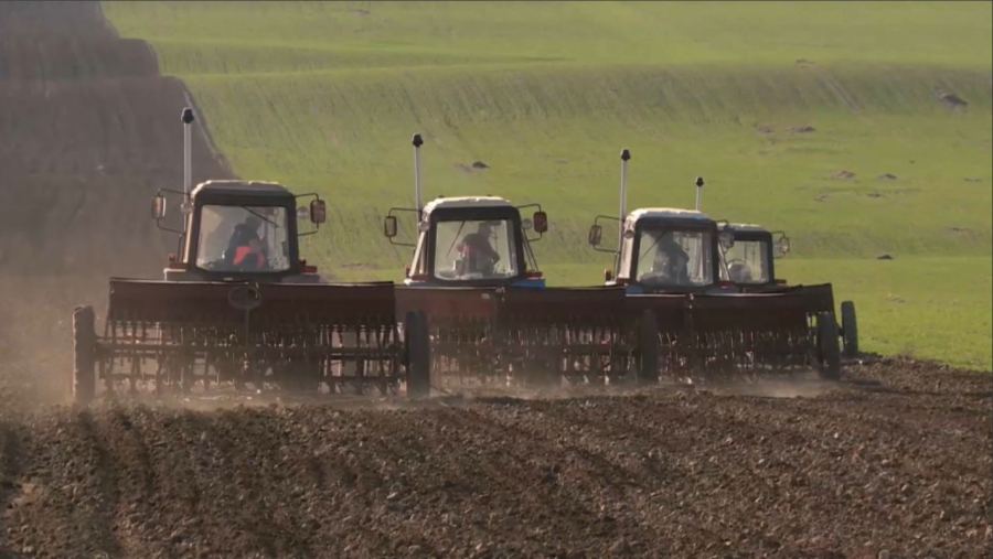 Абай облысында бақша дақылдарын егу басталды