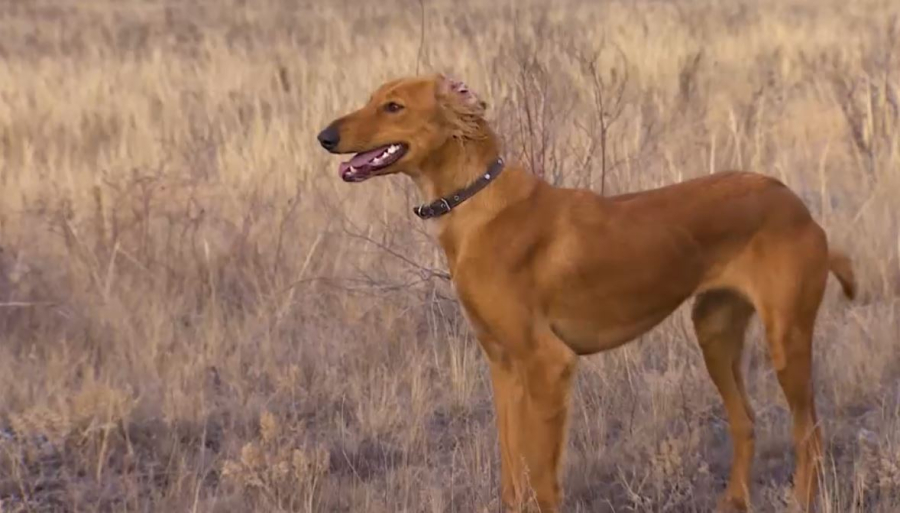 «Номад» клубы 15 жылда тазының 500 күшігін таратты