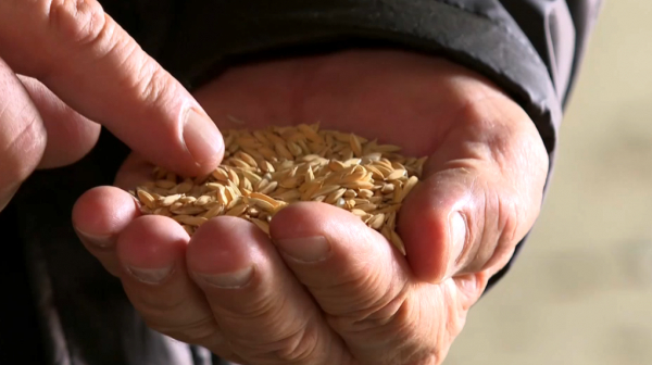 Қызылордада күріш егу науқаны басталады