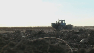 Посевы сельхозкультур увеличат в Кызылординской области