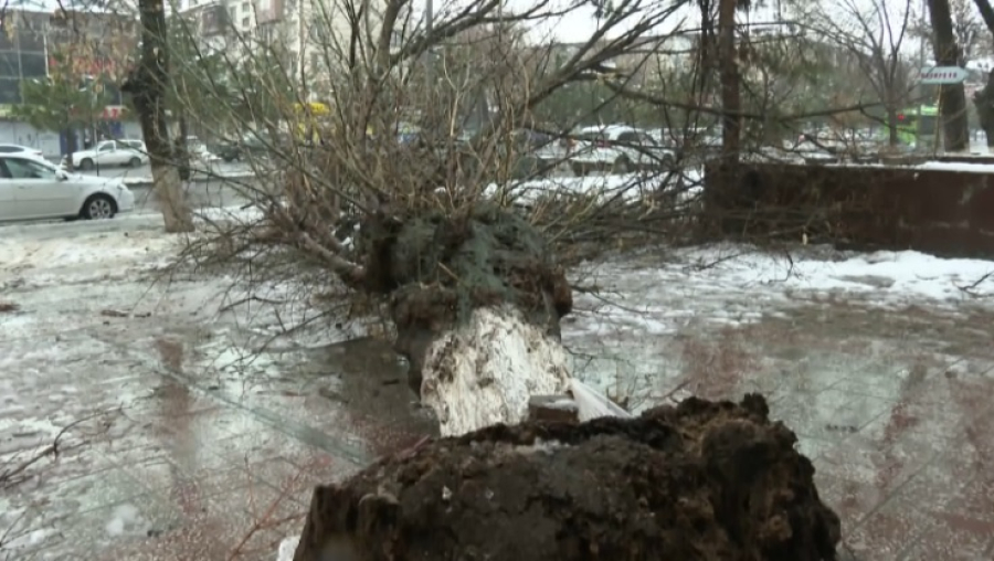 Упавшее дерево убило ребенка в Шымкенте