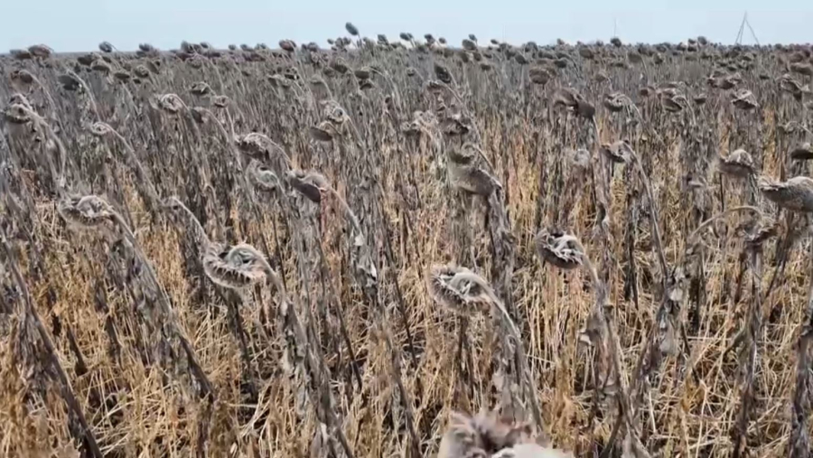 Қостанай облысында майлы дақылдардың экспорты басым