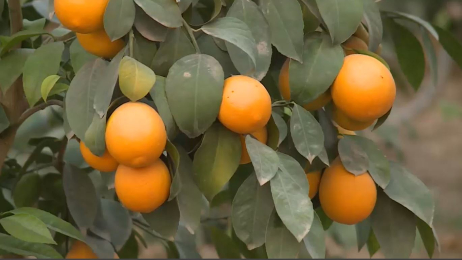 Урожай лимонов в 1200 тонн ожидают в Туркестанской области